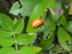 Podontia lutea
