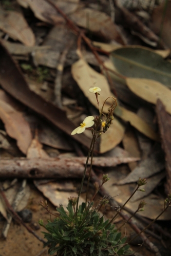 Stylidium acuminatum (Stylidium acuminatum)