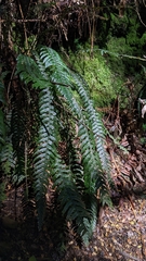 Blechnum chambersii