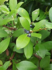 Litsea rotundifolia