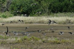 Numenius madagascariensis