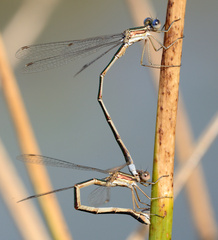 Lestes virens