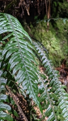Blechnum chambersii
