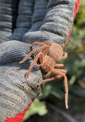 Neosparassus diana