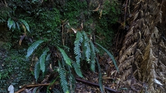 Blechnum chambersii