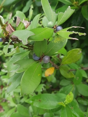 Litsea rotundifolia