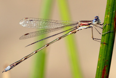 Lestes virens