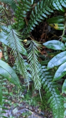 Blechnum chambersii