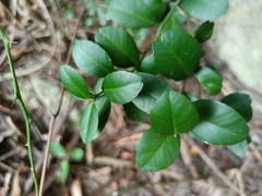 Atalantia buxifolia