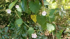 Jacquemontia paniculata