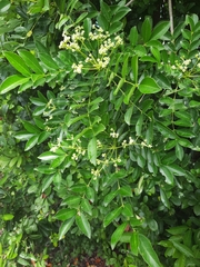 Zanthoxylum avicennae