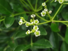 Zanthoxylum avicennae