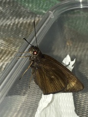 Ancistroides nigrita