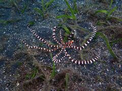 Wunderpus photogenicus