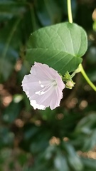 Jacquemontia paniculata