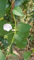 Jacquemontia paniculata