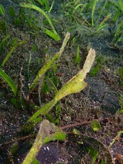 Solenostomus cyanopterus