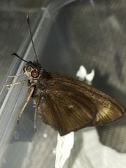 Ancistroides nigrita