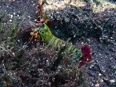 Odontodactylus scyllarus