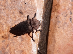 Capnodis tenebricosa