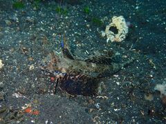 Dactylopus dactylopus