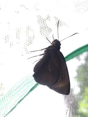 Ancistroides nigrita