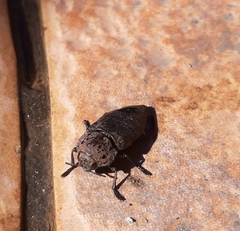 Capnodis tenebricosa