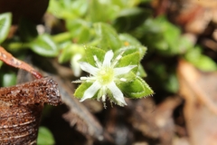 Orianthera serpyllifolia serpyllifolia