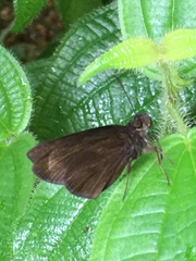 Ancistroides nigrita