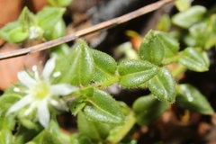 Orianthera serpyllifolia serpyllifolia