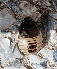 Macroscytus brunneus