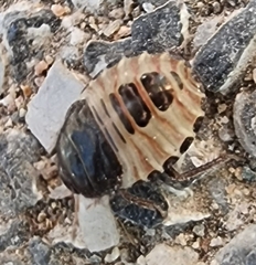 Macroscytus brunneus