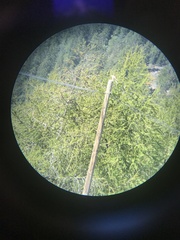 Falco tinnunculus tinnunculus