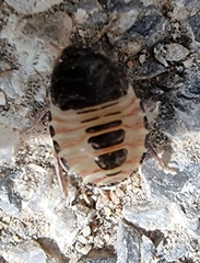 Macroscytus brunneus