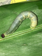 Ancistroides nigrita