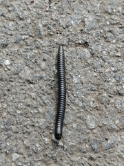 Rossiulus kessleri