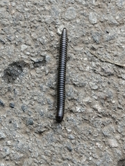 Rossiulus kessleri