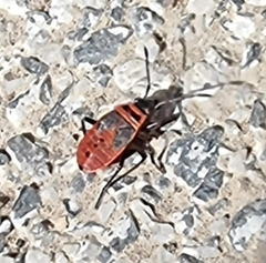 Pyrrhocoris apterus