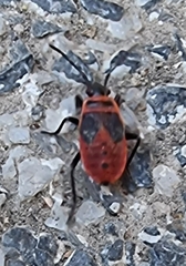 Pyrrhocoris apterus