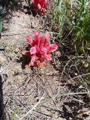Hyobanche sanguinea