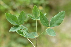 Laburnum anagyroides