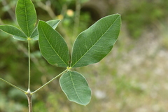 Laburnum anagyroides