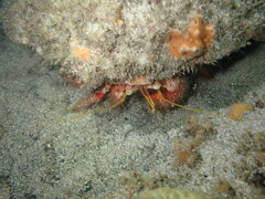 Dardanus crassimanus