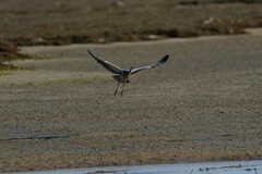 Egretta novaehollandiae novaehollandiae