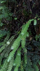 Cyathophorum bulbosum