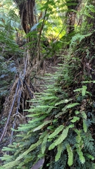 Cyathophorum bulbosum