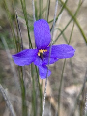 Cheiranthera alternifolia