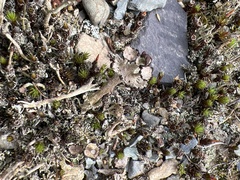 Cladonia verticillata