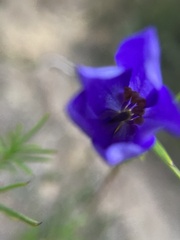 Cheiranthera alternifolia