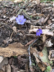 Hepatica nobilis